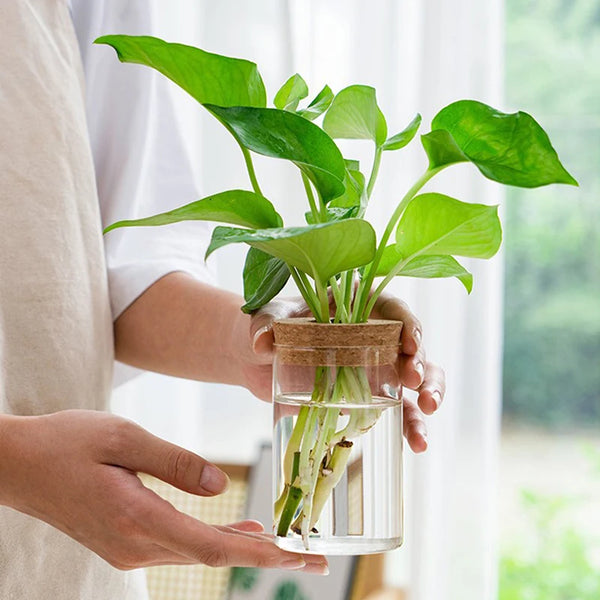 Hydroponic Plant Home Vase Decor